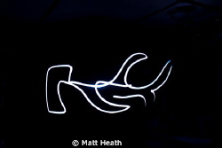 Flashlight Photography of a Hammerhead by Matt Heath 